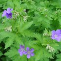 Geranium sylvaticum 'Mayflower'